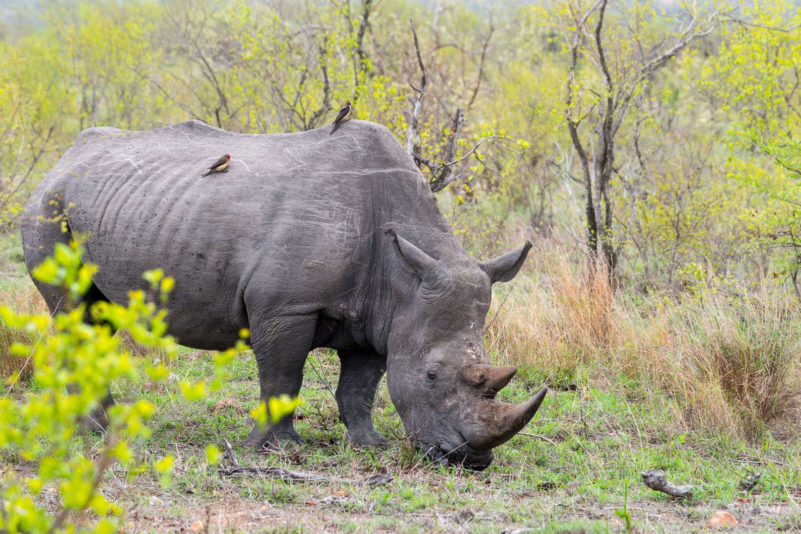 20161113 084015 Nashorn 1